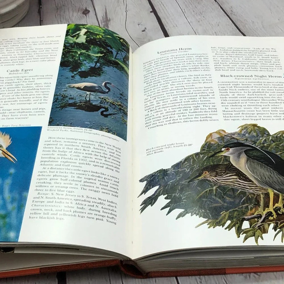 Vintage book water prey and game birds of North America - Picture 6 of 8